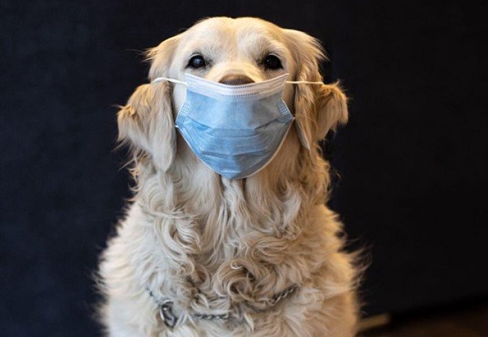 Hunde für Allergiker