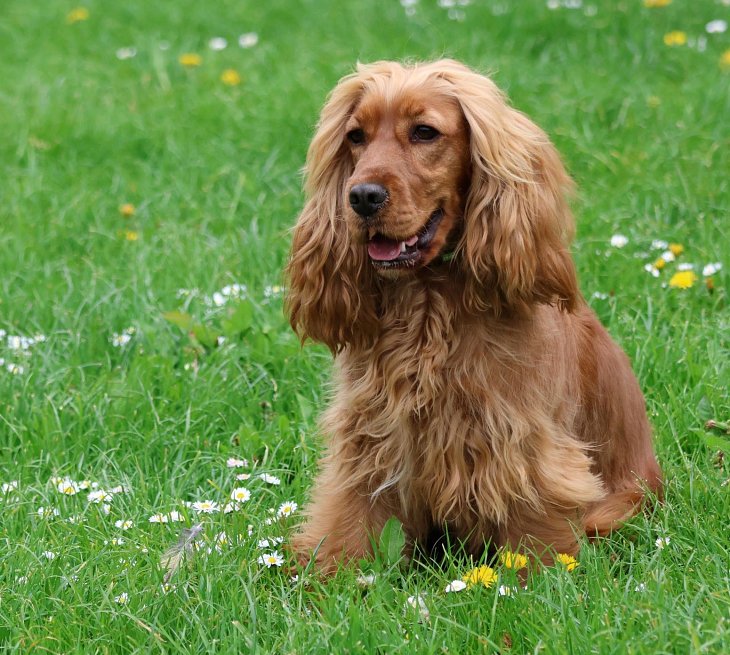 Rencontrez nos chiens reproducteurs