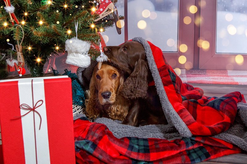 Welpen in einem neuen Zuhause