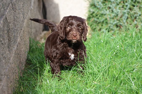 Caractère du Cockapoo