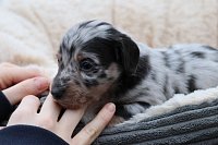 Jezevcik-dlouho-pes-blue-merle-1500EUR-2.jpeg