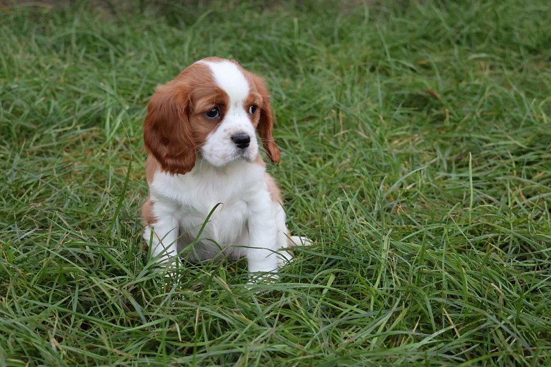 Chiots Cavalier King Charles Spaniel à vendre