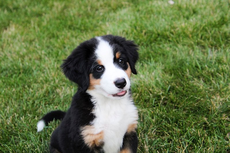 Chiots bouvier bernois à vendre