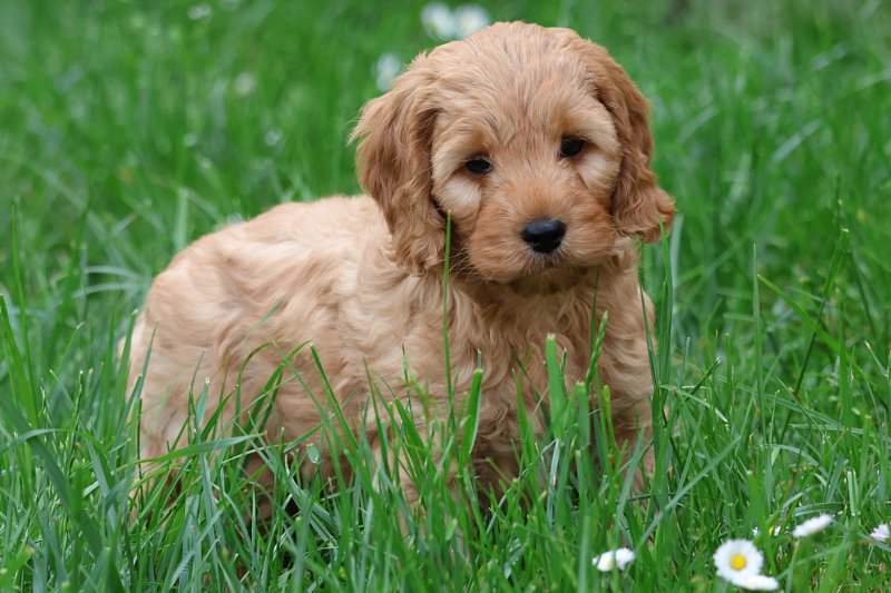 Cavapoo Welpen zu verkaufen