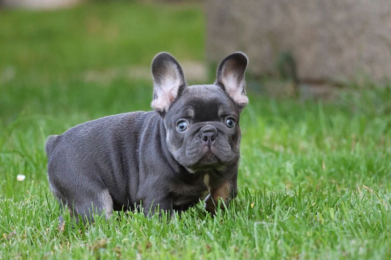 Französische Bulldogge Welpen