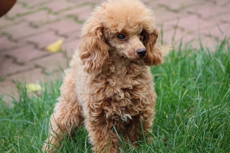 Poodle puppies for sale