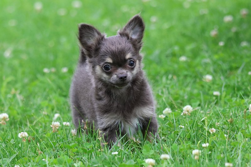 Chiots chihuahua à vendre