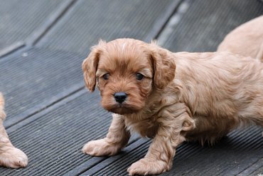 Cavapoo Rouge A