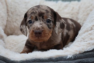 Teckel Poils Courts Chocolat Merle F 1