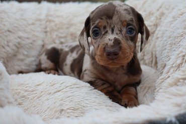 Teckel Poils Courts Chocolat Merle F 3