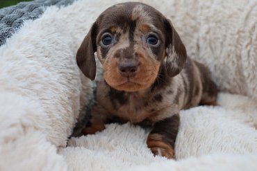 Teckel Poils Courts Chocolat Merle F 4