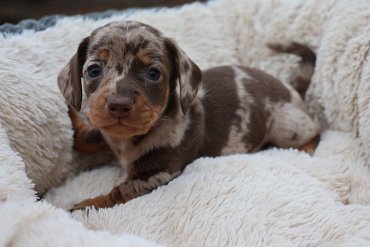 Teckel Poils Courts Chocolat Merle F 5