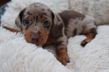 Teckel Poils Courts Chocolat Merle F 6