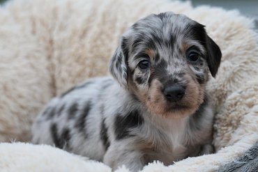 Teckel Poils Longs Bleu Merle A 3