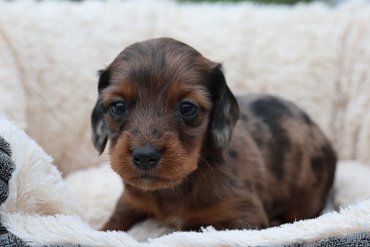 Teckel Poils Longs Rouge Merle A 1