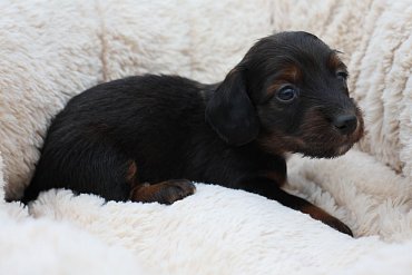 Teckel Poils Longs Rouge A 4