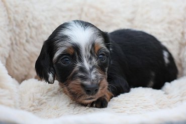 Teckel Poils Longs Noir Merle A 5