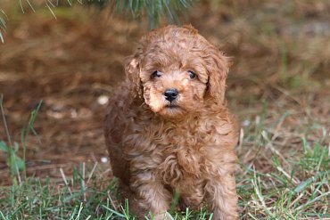 Poodle red A 2