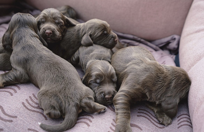 Réservation d’un chiot
