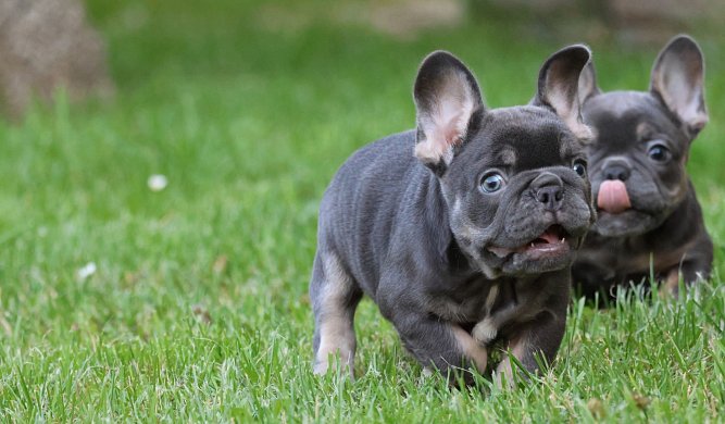 Über die Französische Bulldogge