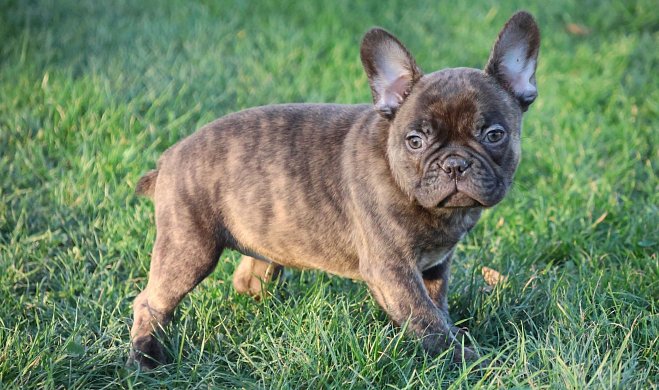 Arten der Französischen Bulldogge
