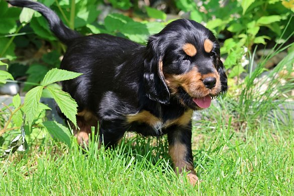 About the English Cocker Spaniel