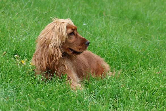 Character of the English Cocker Spaniel