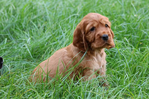 Types of English Cocker Spaniel