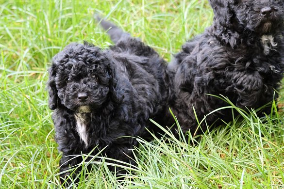 Character of the poodle