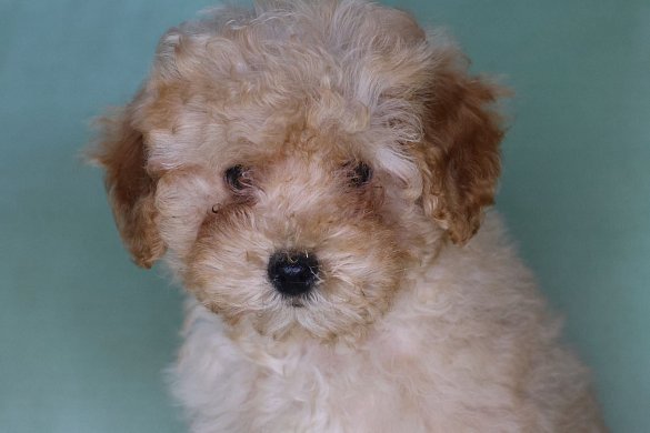 Caractère du Cavapoo