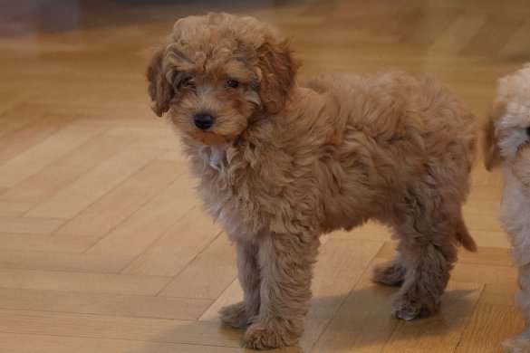 Types de Cavapoo