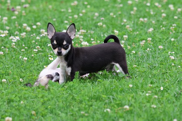 À propos du chihuahua