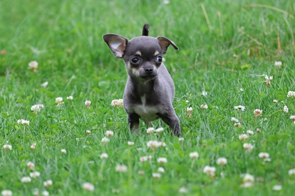 Caractère du chihuahua