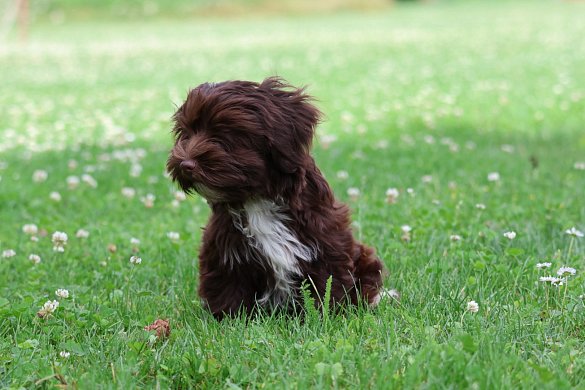 About the havanese dog