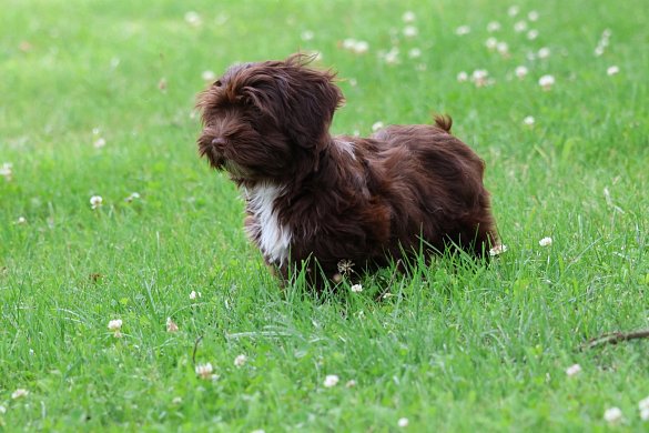 Character of the havanese dog