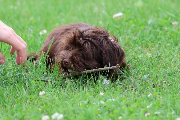 Types of havanese dogs