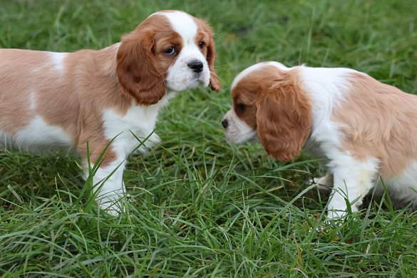 À propos du cavalier