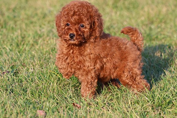 Nous offrons des spécimens de chiens magnifiques