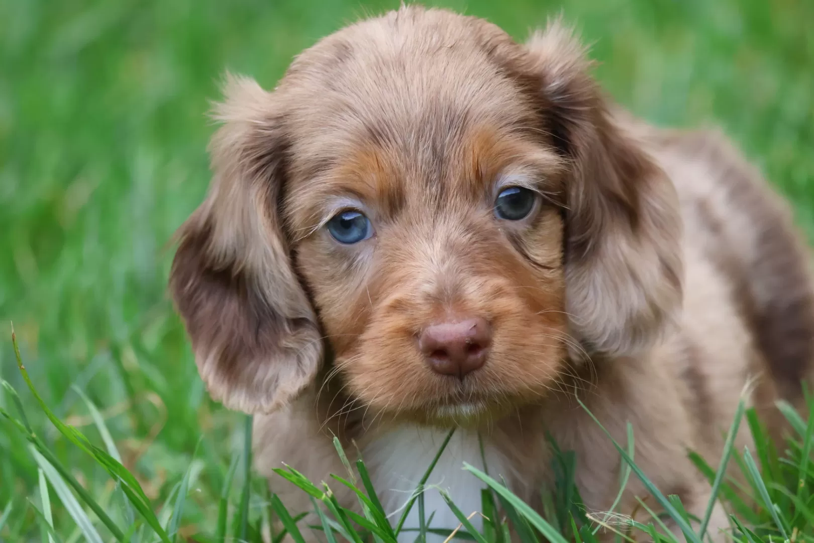 Trouvez le chiot de vos rêves