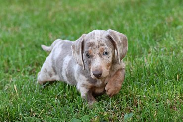 Dachshund Dachshund