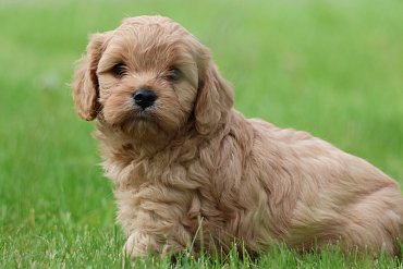 Cavapoo