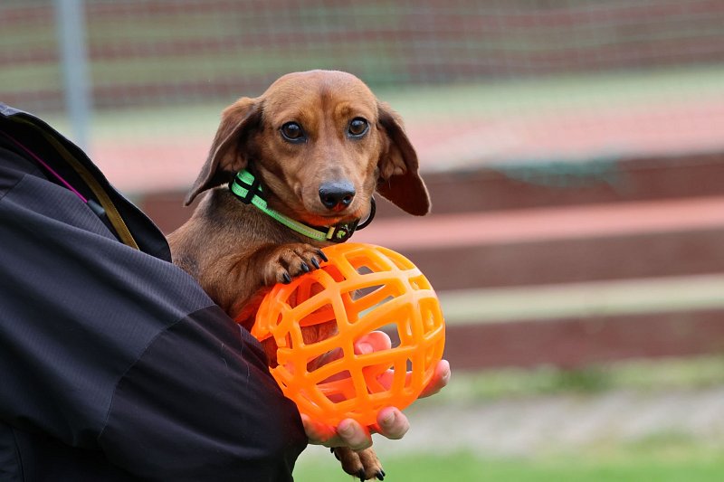 Processus de socialisation