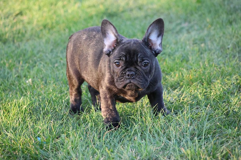 Französische Bulldogge