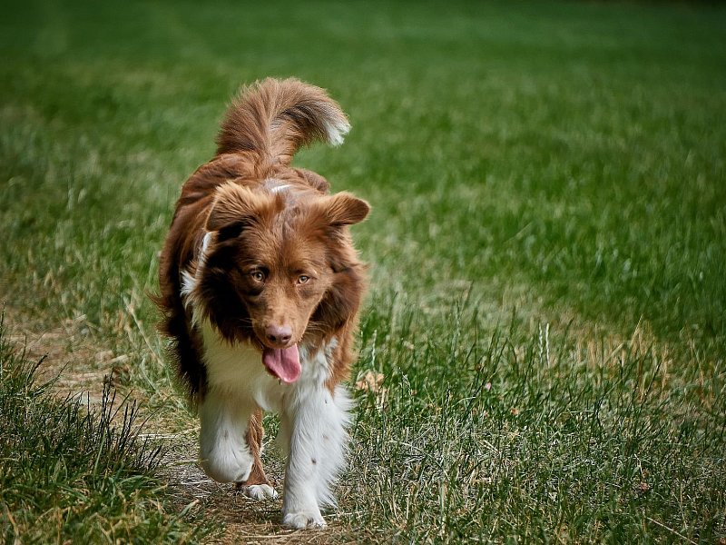 Australian Shepherd