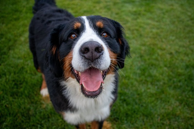 Bernese Mountain Dog