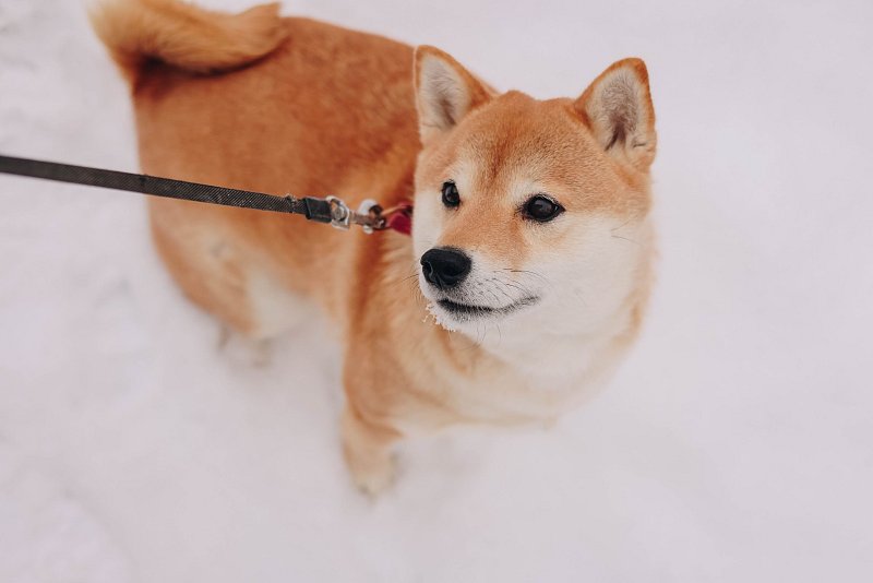 Shiba Inu