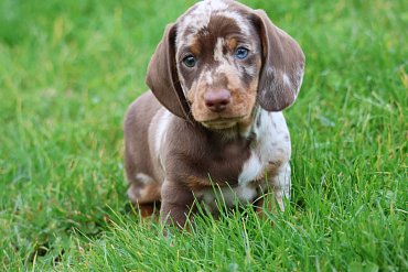 Dachshund chocolate merle F 2
