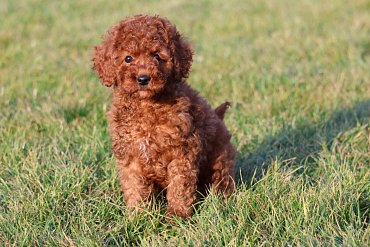 Poodle red A 1