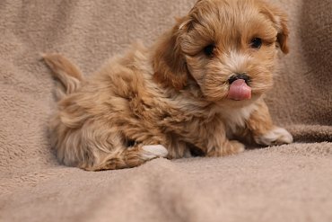 Maltipoo cream 1