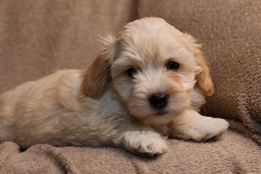 Maltipoo cream 2